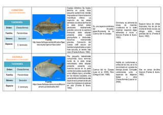 CORNETERO
Saccodon terminalis
TAXONOMÍA
Orden: Characiformes
Familia: Parodontidae
Género: Saccodon
Especie: S. terminalis
Fuente:
http://www.fishbase.se/identification/Spec
iesList.php?genus=Saccodon
Cuerpo cilíndrico. Su hocico
termina en punta; boca
pequeña subterminal; dientes
dispuestosenhilerarectaenla
mandíbula inferior. La
inserción de las aletas
ventrales alaalturadelfinalde
la aleta dorsal; aletas
pectorales relativamente
grandes cerca de la apertura
branquial; aleta adiposa
presente, aleta caudal
ahorquillada o bilobulada.
Escamas notoriamente
grandes. Coloración del
cuerpo café oscuro con
bandaslongitudinalesunpoco
más oscuras, el vientre más
claro (Franke & Acero, 1992).
Es una especie endémica
del Ecuador,
específicamente de la
Cuenca del río Guayas.
Omnívora, se alimenta de
larvas de insectos,
crustáceos se lo suele
observar raspando algas
adheridas a rocas y
troncos (Franke & Acero,
1992).
Especie típica de climas
tropicales, ríos de pie de
montede fondo rocoso, se
refugia entre rocas
grandes del río (Franke &
Acero, 1992).
CACHUELA
Bryconamericus brevirostris
TAXONOMÍA
Orden: Characiformes
Familia: Parodontidae
Género: Saccodon
Especie:
S. terminalis
Fuente:
https://www.fishbase.de/summary/Brycon
americus-brevirostris.html
Pez pequeño, lateralmente
comprimido, boca terminal,
borde de la aleta dorsal
redondeado, aleta adiposa
presente, presenta una
mancha oscura en la parte
centraldelaaletacaudal,tiene
unos reflejos rojos y amarillos
en los lóbulos caudales, una
característicadistintivadeesta
especieeslapresenciade una
manchamoradaenelopérculo
en vida (Franke & Acero,
1992).
Cuenca del río Guayas
(Laaz et al. 2009), Perú
(Ortega & Vari, 1986).
Habita en cardúmenes a
orillas de los ríos, se la ha
encontrado en canales de
drenaje pluvial. Comparte
cardúmenes junto a
especies de Astyanax
festae y otros
Characiformes (Laazet al.
2009).
Vive en zonas de clima
tropical (Franke & Acero,
1992).
 