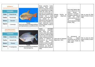 SARDINITA
Hyphessobrycon ecuadoriensis
TAXONOMÍA
Orden: Characiformes
Familia: Parodontidae
Género: Saccodon
Especie:
S. terminalis
Fuente:
http://condor.depaul.edu/waguirre/fishwe
stec/hyphessobrycon_ecuadoriensis.html
Peces pequeños. Cuerpo
fusiforme. Boca oblicua,
terminal.Ojogrande.Inserción
de la aleta dorsal en la región
media del cuerpo casi a la
altura del inicio de aleta anal;
aleta adiposa presente; aletas
ventrales, anal y caudal
presenta una tonalidad rojiza
muy brillante en vida.
Melanóforos diseminados por
todo el cuerpo excepto en la
región abdominal; mancha
humeral presente (Franke &
Acero, 1992).
Vertiente Pacífica de
Ecuador (Eigenmann,
1922).
Se la suele capturar cerca
de las orillas de los ríos
donde abunda la
vegetación sumergida y
emergente, además se ha
notado que forman
cardúmenes de entre 30 a
40 individuos
aproximadamente (Franke
& Acero, 1992).
Viven en zonas de clima
tropical (Franke & Acero,
1992).
CACHAMA BLANCA
Piaractus brachypomus
TAXONOMÍA
Orden: Characiformes
Familia: Serrasalmidae
Género: Piaractus
Especie: P. brachypomus
Fuente:
http://www.pecesdebolivia.com/atlas/piar
actus-brachypomus
Cuerpo redondeado
lateralmente comprimido.
Aleta dorsal con radios
blandos; posee aleta adiposa
sin espinas; la aleta anal llega
hasta la base del pedúnculo
caudal.Coloracióneneldorso
grisácea, el abdomen es
blanquecino con manchas
naranjas. Posee una
dentadura robusta implantada
fuertemente en dos huesos
superiores que forman la
mandíbulasuperior(Laazetal.
2009).
Cuenca del río Amazonas
(Eigenmann, 1922).
Su alimentación es
omnívora. Especie
introducida a los ríos de la
región Costa (Franke &
Acero, 1992).
Viven en zonas de clima
tropical (Franke & Acero,
1992).
 