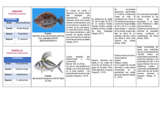 LENGUADO
Paralichthys woolmani
TAXONOMIA
Orden Pleuronectiformes
Familia Paralichthyidae
Genero Paralichthys
Especie P. woolmani
Fuente:
http://www.scielo.org.mx/scielo.php?scrip
t=sci_arttext&pid=S0185-
38802004000500010
Su cuerpo es ovoide y
aplanado por ambos lados,
está protegido por
pequeñísimas escamas
ctenoides. Es de color marrón
verdoso, el ladoizquierdo,que
se encuentra en contacto con
el fondo, es de color blanco.
Su boca tiene forma oblicua,
con labios protráctiles, y está
provista de agudos dientes
queconcentranenunosolode
losbordesdeambosmaxilares
(Vargas, 2017).
Su distribución va desde
32° 43r N hasta 18° 20' S
en el Océano Pacifico
Oriental. Pacífico oriental:
deMéxicoaPerú,incluidas
las Islas Galápagos
(Vargas, 2017).
Se encontraron
variaciones significativas
(P < 0.05) en la dieta entre
clases de talla. El
canibalismo fue menor al
3%deltotal delaspresas y
ocurrióenelrangodetallas
de 46 a 56 cm. La dieta
especializada y selectiva
de los adultos sugiere que
ésta es típica de un
predador piscívoro activo
que utiliza la visión para
capturar sus presas
(Arroyo, 2004).
Es unpez planoquepuede
ser encontrado en los
mares de aguas
templadas, o en agua
dulce. Pertenece a, orden
pleuronectiformes.
Cazadorpor excelencia,se
alimenta de pequeños
peces, crustáceos e
invertebrados del fondo
(Arroyo, 2004).
PEJEGALLO
Callorhinchus callorynchus
TAXONOMIA
Orden Chimaeriformes
Familia Callorhinchidae
Genero Callorhinchus
Especie C. callorynchus
Fuente:
http://karito55.blogspot.com/2014/12/kjnh
lon.html
Cuerpo alargado, alto
anteriormente y muy
comprimido.
Más de 120 cm y45 kg
Su piel es color plateado por
debajo,conuntinteazul-verde
en la parte superior. Las
bandastiendenserdeuncolor
parduzco (Vargas S. , 2014).
Especie demersal que
habita en las costas del
Cono Sur de América, en
aguas de Ecuador, Perú,
Chile,Argentina y Uruguay
(Vargas S. , 2014).
Puedecomersealosdesu
misma especie
Ovípara
Pelágico costero
Es un cazadorde muyalta
velocidad y cuyas presas
comprenden en la
generalidad una amplia
gamade especies(Vargas
S. , 2014).
Suele encontrarse en
aguas poco profundas,
rara vez sobrepasando los
150-200 metros de
profundidadaunquesehan
producido capturas a una
profundidad de 481 m en
aguas chilenas. Vive en la
plataforma costera y
continental,probablemente
sobre todo tipo de fondos
rocosos, arenosos y
fangosos (Vargas S. ,
2014).
 