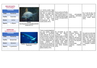 BOCA DE CAJETA
Larimus effulgens
TAXONOMIA
Orden Perciformes
Familia Sciaenidae
Genero Larimus
Especie L. effulgens
Fuente:
http://biogeodb.stri.si.edu/sftep/es/thefish
es/species/1512
Los machos pueden llegar
alcanzarlos 30 cm delongitud
total, tiene un cuerpo corto,
oblongo, comprimido, dorso
jorobado, cabeza corta, es
plateado y grisáceo en el
dorso, la aleta caudal
frecuentemente de color
amarillo (Smith, 2015).
SeencuentraenelPacífico
oriental: desde el sur de la
Baja California (México) y
el GolfodeCaliforniahasta
el Perú y Ecuador (Smith,
2015).
Come principalmente
crustáceos planctónicos
(Smith, 2015).
Es un pez de mar y de
clima tropical.Gabita en
columnas de agua, y en
fondos suaves (Smith,
2015).
BARRACUDA
Sphyraena guachancho
TAXONOMIA
Orden Perciformes
Familia Sphyraenidae
Genero Sphyraena
Especie S. guachancho
Fuente: http://infomarina.net/pez-
barracuda/
Tienenuncuerpoalargadocon
una boca gigante, dientes
irregulares y mandíbulas
fuertes. Este pez vive en los
mares templados y tropicales
de todo el mundo, excepto en
el Océano Pacifico oriental y
en el Mar Mediterráneo, los
adultos prefieren vivir
alrededor de los arrecifes de
coraldondelatemperaturadel
agua oscila entre los 74 y 82
grados (Cazañas, 2016).
Se encuentran en las
costas del Atlántico
occidental (desde
Massachusetts,elnortedel
Golfo de México y el Mar
Caribe hasta Brasil) y el
Atlántico oriental (desde
Senegal hasta Angola,
incluyendo las Canarias y
Cabo Verde) (Cazañas,
2016).
Esta especie son
carnívoros voraces que
confían en ataques
repentinos y breves
ráfagas de velocidad para
aprovecharse activamente
de peces más pequeños,
calamares y
ocasionalmente de
crustáceos (Cazañas,
2016).
Se puedenencontrarestas
especies en las zonas sub
tropicales y tropicales del
agua. Esto puede incluir
aguas poco profundas,
corales, arrecifes, mares
abiertos, lagunas costeras
y manglares (Cazañas,
2016).
 