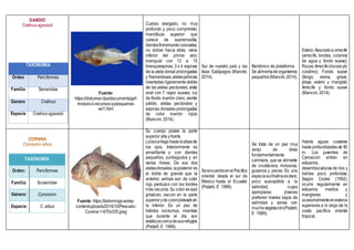 GANDIO
Cratinus agassizii
TAXONOMIA
Orden Perciformes
Familia Serranidae
Genero Cratinus
Especie Cratinus agassizii
Fuente:
https://dokumen.tips/documents/gef-
modulo-ii-recursos-y-pesquerias-
vol1.html
Cuerpo alargado, no muy
profundo y poco comprimido;
mandíbula superior que
carece de supramaxilla;
dientesfirmementecolocados;
no doblar hacia atrás; rama
inferior del primer arco
branquial con 12 a 15
branquiespinas; 3 o 4 espinas
de la aleta dorsal prolongadas
y filamentosas;aletaspélvicas
insertadas ligeramente detrás
de las aletas pectorales; aleta
anal con 7 rayos suaves; luz
de fondo marrón claro; vientre
pálido; aletas pectorales y
espinas dorsales prolongadas
de color marrón rojizo
(Mancini, 2014).
Sur de nuestro país y las
Islas Galápagos (Mancini,
2014).
Bentónico de plataforma
Se alimentadeorganismos
pequeños(Mancini,2014).
Estero; Asociadoa arrecife
(arrecife, bordes, columna
de agua y fondo suave);
Rocas;Arrecife(rocosoy/o
coralino); Fondo suave
(fango, arena, grava,
playa, estero y manglar);
Arrecife y fondo suave
(Mancini, 2014).
TAXONOMÍA
Orden: Perciformes
Familia: Sciaenidae
Género: Cynoscion
Especie: C. albus
Fuente: https://ladominga.es/wp-
content/uploads/2016/10/Pescado-
Corvina-1-670x335.jpeg
Su cuerpo posee la parte
superior alta yfuerte.
Labocallega hastalaalturade
los ojos. Interiormente es
amarillenta y con dientes
pequeños, puntiagudos y en
varias líneas. De sus dos
aletasdorsales, laposterior es
el doble de grande que la
anterior, ambas son de color
rojo parduzco con los bordes
más oscuros. Su color es azul
grisáceo, oscuro en la parte
superioryde colorplateadoen
la inferior. Es un pez de
hábitos nocturnos, mientras
que durante el día son
estáticoscercadesusrefugios
(Patzelt, E 1989).
SeencuentraenelPacífico
oriental: desde el sur de
México hasta el Ecuador
(Patzelt, E 1989).
Se trata de un pez muy
voraz de dieta
fundamentalmente
carnívora, que se alimenta
de crustáceos, moluscos,
gusanos y peces. Es una
especieeurihalinaesdecir,
poco susceptible a la
salinidad, cuyos
ejemplares jóvenes
prefieren niveles bajos de
salinidad y zonas con
muchavegetación(Patzelt,
E 1989).
Habita aguas costeras
hasta profundidades de 50
m. Los juveniles de
Cynoscion entran en
estuarios,
desembocaduras de ríos y
bahías poco profundas.
Según Cooke (1992),
ocurre regularmente en
estuarios medios y
manglares y
ocasionalmenteenesteros
superiores a lo largo de la
costa pacífica oriental
tropical.
 