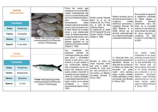 TAXONOMÍA
Orden: Perciformes
Familia: Carangidae
Género: Selene
Especie: S. peruviana
Fuente: https://ladominga.es/wp-
content/uploads/2016/10/Pescado-
Corvina-1-670x335.jpeg
Forma del cuerpo algo
rectangularymuycomprimido;
cabeza moderadamente alta
conla nucaredondeada;perfil
del hocico-frenteempinadoun
poco cóncavo;
branquiespinas; radios
dorsales;espinasdelasaletas
dorsal y anal se empotrancon
la edad; lóbulos de las aletas
dorsal y anal relativamente
cortos;sin aletillasdespuésde
la segundaaletadorsaly anal;
pectoral larga y curva; las
pélvicas pequeñas en los
juveniles,diminutasenadultos
(Patzelt, E 1989).
Pacífico oriental: Redondo
Beach en el sur de
California,EE. UU. A Perú;
raro al norte de Baja
California, México.
Su distribución va desde
32°43´Nhasta06°00´enel
Océano Pacífico Oriental
(Patzelt, E 1989).
Hábitos carnívoros, que se
alimentade pecesóseos y
crustáceos móviles
bentónicos (camarones y
cangrejos) (Discover life
2009). Blaskovic’ et al.
(2008), afirman que se
alimenta preferentemente
de crustáceos(eufáusidos)
y poliquetos (espiónidos).
Se encuentra en aguas de
la plataforma continental
de hábitat pelágico y
demersal, formando
cardúmenes cerca del
fondo, se la encuentra
entre los10 y 80metrosde
profucndidad. Se alimenta
de peces pequeños y
crustáceos. No está
incuido en la lista Roja de
la UICN
PICUDA
Sphyraena ensis
TAXONOMÍA
Orden: Perciformes
Familia: Sphyraenidae
Género: Sphyraena
Especie: S. ensis
Fuente: https://ladominga.es/wp-
content/uploads/2016/10/Pescado-
Corvina-1-670x335.jpeg
Sus mandíbulas son
poderosas armadas de
numerosos dientes que utiliza
para atacar y alimentarse,
infunde un gran temor a sus
víctimas y un gran respeto a
sus contrincantes, además
está considerado uno de los
peces más peligrosos pues
puede contraer y transmitir la
ciguateraalosque ingierensu
carne. Su cuerpo es alargado
y redondeadosobretodoen la
región central, con la cabeza
puntiaguda y hocico
prominente(Achaval& Olmos.
1997).
Abundan en todos los
mares tropicales (sobre
todo junto a islotes y
arrecifes de coral), pero
son más comunes en el
mar Caribe y en Atlántico
Occidental (Achaval &
Olmos. 1997).
La barracuda tiene una
bien ganada reputación de
depredador. Aunque su
dieta varía de acuerdocon
el hábitat, sus presas más
frecuentes son peces
"pasto", como sardinas,
bogas, mujoles, caballas,
jureles, pejerreyes y hasta
sus propias crías (Achaval
& Olmos. 1997).
Los adultos suelen
mantenerse en las aguas
profundas,aunqueaveces
se acercan a la superficie
los días de tormenta. Las
más jóvenes viven en
áreas costeras, sobre todo
en los fondos arenosos
poco profundos o en la
vegetación abundante.
Nadan y cazan formando
pequeños bancos. Los de
mayor tamaño suelen
cazar en solitario (Achaval
& Olmos. 1997).
 