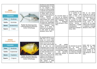 TAXONOMÍA
Orden: Perciformes
Familia: Scombridae
Género: Scomberomorus
Especie: S. sierra
Fuente: https://ladominga.es/wp-
content/uploads/2016/10/Pescado-
Corvina-1-670x335.jpeg
Sustienenelcuerpodeprimido
dorsoventralmente; su rostro
es muy alargado y está
armado con hileras de dientes
a cadalado;ojosyespiráculos
se sitúan en la parte dorsal de
la cabeza; tienen una boca
rectayen posiciónventral,con
dientes pequeños y
numerosos. Muestran dos
aletas dorsales más o menos
grandes y la aleta caudal se
encuentra bien desarrollada.
Las atetas pectorales,queson
poco alargadas, parte
posterior de la cabeza. El
dorsoes de colorpardoolivo y
la parte ventral es blanca
(Achaval & Olmos. 1997).
Se encuentra desde La
Jolla (sur de California,
Estados Unidos) hasta las
Islas Galápagos, Paita
(Perú) y Antofagasta
(Chile) (Achaval & Olmos.
1997).
Los adultos ocurren cerca
de la superficie de las
aguas costeras hasta
sobre el fondo de la
plataforma continental
(Ref. 11035). Los adultos
se alimentan de peces
pequeños, particularmente
anchoas (Anchoa y
Cetengraulis) y clupeidos
(Odontognathus y
Opisthonema) (Achaval &
Olmos. 1997).
Esta es una especie
escolar que se cree que
engendracercadelacosta
en la mayor parte de su
área de distribución
(Collette y Nauen, 1983).
Ocurre cerca de la
superficie de las aguas
costeras sobre el fondo de
la plataforma continental
(Achaval & Olmos. 1997).
TAXONOMÍA
Orden: Perciformes
Familia: Coryphaenidae
Género: Coryphaena
Especie: C. hippurus
Fuente: https://ladominga.es/wp-
content/uploads/2016/10/Pescado-
Corvina-1-670x335.jpeg
No presenta espinas ni en la
aleta anal ni en la dorsal,
ambas con muchos radios
blandos, la dorsal se extiende
desde encima del ojo hasta
casi la aleta caudal mientras
que la anal, con una
característica forma cóncava,
seextiendedesdeelanohasta
casi la aleta caudal también;
las aletas pectorales son muy
largas. Los dientes son
pequeñosyovales; elcolordel
cuerpo es muy llamativo, con
reflejosde oroen loslaterales,
azul y verde metalizado en la
parte superior y lateral
(Achaval & Olmos. 1997).
Es una especie
oceanódroma marina, que
viven cercadelasuperficie
normalmente entre 5 y 10
m de profundidad,llevando
a cabo larguísimas
migraciones (Achaval &
Olmos. 1997).
Se alimentan de casi todo
tipo de peces y
zooplancton, aunque
tambiénse suelealimentar
de crustáceosy calamares
(Achaval & Olmos. 1997).
Suelen estar en aguas
abiertas en alta mar
formando cardumen,
aunque también se les
puede encontrar en la
costa (Achaval & Olmos.
1997).
 