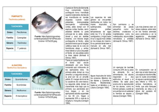 TAXONOMÍA
Orden: Perciformes
Familia: Carangidae
Género: Trachinotus
Especie: T. paitensis
Fuente: https://ladominga.es/wp-
content/uploads/2016/10/Pescado-
Corvina-1-670x335.jpeg
Cuerpoen formadediamante,
muy comprimido; hocico
puntiagudo romo; mandíbula
superiorextensible;dientesde
las mandíbulas en bandas
angostas cuando están
presentes; branquiespinas
(excluyendo rudimentos)
cortas, aleta dorsal con VI
espinas cortas, fuertes, semi-
aisladas delante la parte
principal de la aleta; aletas
dorsal y anal sin aletillas
traseras, con lóbulos largos
puntiagudos al frente;; aleta
pectoralmenorquela longitud
cefálica; base de la cola sin
hendiduras abajo y arriba;
línea lateralun pocoarqueado
al frente; sin escudetes sobre
la línea lateral (Achaval &
Olmos. 1997).
Las especies de este
género se encuentran
distribuidas en todos los
mares tropicales y
subtropicales. Esta
especie prefiere
temperaturas de agua
entre los 17 y 32 grados
centígrados, y migra hacia
el sur a aguasmás cálidas
en los meses de invierno.
Ensu periodolarvalviven a
menudo en alta mar
(Achaval & Olmos. 1997).
Son carnívoros y se
alimentan de peces
pequeños como los
alevines, crustáceos e
invertebrados como los
cefalópodos, sipuncúlidos,
nematodos y anélidos
(Achaval & Olmos. 1997).
Las más jóvenes viven en
áreas costeras, sobre todo
en los fondos arenosos
poco profundos o en la
vegetación abundante
(Achaval & Olmos. 1997).
TAXONOMÍA
Orden: Scombriformes
Familia: Scombridae
Género: Neothunnus
Especie: N macropterus
Fuente: https://ladominga.es/wp-
content/uploads/2016/10/Pescado-
Corvina-1-670x335.jpeg
Tieneuncuerpofusiformecon
el dorso azul oscuro
atravesado por una franja
horizontal azul iridiscente, en
los ejemplares vivos. Su
primera aleta dorsal es muy
amarilla. La segunda dorsal y
la anal son de un amarillo
pálido. El margen terminal de
la caudal es de color blanco.
La segunda aleta dorsal es
claramente más baja que la
primera; sus pectorales son
muy largas, y en los
ejemplares adultos superiores
a los 50 cm, llegan a
representar 30% o más de la
longitud a horquilla (Cervigón
1994).
Aguas tropicales de todos
los océanos. Atlántico de
las Azores y Canarias a
Irlanda. Mediterráneo,
hasta en el Adriático y el
Líbano (Cervigón 1994).
Un ejemplar de barrilete
consume 25% de su peso
de alimento. En su
alimentación, los atunes
responden a dos
estímulos: el visual y el
olfativo. Se sabe poco
acerca de la reproducción
de los atunes, como no
forman parejas, cuando se
encuentranenelcardumen
la hembra se separa y
desova (Cervigón 1994).
En comparación con el
atún rojo,el atún blancoes
una especiemástermófila,
que no suele encontrarse
enaguascuyatemperatura
sea inferior a 15ºC. En
ambos hemisferios, el
límite, que sólo franquea
raramente, se sitúa a la
altura del paralelo 40
(Cervigón 1994).
 