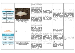 BOCA CHICO
Prochilodus magdalenae
TAXONOMÍA
Orden: Characiformes
Familia: Prochilodontidae
Género: Prochilodus
Especie: P. magdalenae
Fuente: https://ladominga.es/wp-
content/uploads/2016/10/Pescado-
Corvina-1-670x335.jpeg
Tiene un cuerpo alargado,
comprimido y más o menos
elevado, cubierto
completamente por escamas
ctenoides modificadas. La
boca tiene labios gruesos que
llevan una serie de "dientes"
diminutos en forma de paleta
que le sirven para raspar las
algas que se adhieren a las
piedras o palos. La boca
funciona además como una
ventosa que le permite buscar
otro tipo de alimento en el
fango (por esto se dice que
son peces iliófagos). Los ojos
son de tamaño moderado y
están cubiertos por un tejido
adiposo de desarrollo variable
segúnlosindividuos(Franke&
Acero, 1992).
Se encuentran en
Sudamérica y Panamá:
cuencasdelos ríos Atrato,
Sinú, San Jorge Cauca y
Magdalena en Colombia.
Río Changuinola, río
Teribe, río Yorkin y río
Sixaola en Panamá
(Franke & Acero, 1992).
El bocachico tiene una
alimentacióndetritivora(se
alimentan de detritos,
materia orgánica en
descomposición)
succionando con su boca
el lodo del fondo para
aprovechar detritos
orgánicos(Franke&Acero,
1992).
Es un pez migratorio de
agua dulce. Es una
especiemigratoriaquevive
en las tierras altas durante
la sequía, donde maduran
sus gónadas y luego
descienden para
reproducirse en el período
de lluvias (Taphorn 1992,
Barbarino et al. 1998).
TILAPIA
Oreochromis aureus
TAXONOMÍA
Orden: Perciformes
Familia: Cichlidae
Género: Oreochromis
Especie: O. aureus
Fuente: https://ladominga.es/wp-
content/uploads/2016/10/Pescado-
Corvina-1-670x335.jpeg
La tilapia azul es un pez de
agua dulce con una alta
toleranciaalaguasalobre.Los
adultossongeneralmentede5
a 8 pulgadas (13 a 20 cm) de
longitud y pesan de 5 a 6 lb
(2.3 a2.7 kg); [4] elespécimen
más grande registrado tenía
más de 21 pulgadas (53 cm)
de largo y pesaba más de 10
libras (4.5 kg). La tilapia azul
tiene incubaciones bucales y
las crías varían de 160a 1600
huevos por hembra.O.aureus
es principalmente herbívoro,
pero ocasionalmente
consumirá zooplancton; los
jóvenes incluyen pequeños
invertebrados en su dieta
(Franke & Acero, 1992).
Seencuentraenelvalledel
río Jordán,enelríoNilo,en
el Chad, río Níger y el río
Senegal. Ha sido
introducido en el oasis de
Azraq (Jordania), los
Estados Unidos,
Sudamérica, América
Central y sureste de Asia
(Franke & Acero, 1992).
Tienen una tendencia
haciahábitosherbívoros, a
diferencia de otros peces
de piscifactoría que se
alimentan de pequeños
invertebrados o son
piscívoros. Las
adaptaciones estructurales
de las tilapias a esta dieta
son principalmente un
largo intestino muy
plegado, dientes
bicúspides o tricúspides
sobre las mandíbulas y la
presencia de dientes
faríngeos.
Habita en agua dulce y
salobre (Franke & Acero,
1992).
 