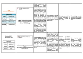 LISA
Chaenomugil proboscideus
TAXONOMÍA
Orden: Mugiliformes
Familia: Mugilidae
Género: Chaenomugil
Especie: C. proboscideus
Fuente: https://ladominga.es/wp-
content/uploads/2016/10/Pescado-
Corvina-1-670x335.jpeg
Cuerpo relativamente alto,
comprimido; cabeza
puntiaguda, ~ plano entre los
ojos;ojossinpárpadoadiposo;
huesoabajoelojoconmargen
inferior serrado; boca corta,
muy oblicua, abre al frente;
labios superiores e inferiores
gruesos y carnosos, una
banda de pavimento de
papilas en cada labio, labio
inferior doblado hacia abajo;
sin bulto carnoso en la punta
deloslabiosinferiores;dientes
de las mandíbulas en bandas,
bordesexterioresde los labios
con dientes; dientes
pequeños, con puntas
ahorquilladas y curvas, con
tallo largo;dos aletas dorsales
cortas muy espaciadas entre
sí,; no presentan línea lateral
(Franke & Acero, 1992).
El sur de Baja al Golfo de
California central a Perú y
todas las islas oceánicas
menos Malpelo (Franke &
Acero, 1992).
Son ovíparos, siendo los
huevos pelágicos y no
adhesivos (Franke &
Acero, 1992).
Viven a lo largo de costas
rocosas,tambiénenpozos
de marea(Franke&Acero,
1992).
BACALAO REY
Mycteroperca olfax
Taxonomía
Orden Perciformes
Familia Serranidae
Genero Mycteroperca
Especie olfax
Fuente:
http://biogeodb.stri.si.edu/sftep/es/thefish
es/species/1132
Generalmentedecolorde gris
pálido Con numerosos cafés
Puntos Casi juntos. Alcanza
PorloMenos120cm.Lagama
restringida de Mycteroperca
olfax hace particularmente
vulnerable a cualquier
amenaza (Fauna Ecuatoriana,
2015).
Se distribuye enel Pacífico
oriental desde la Isla del
Coco en Costa Rica,
MalpelloenColombiaylas
IslasGalápagos(Ecuador).
Los informesde Panamá y
Perú han sido
descontados.
La especie está presente
en todas las regiones
biogeográficas de las Islas
Galápagos (Edgar y otros
2004, McCosker y
Rosenblatt 1975,
Heemstray Randall1993).
Carnívoro: crustáceos
móviles bentónicos
(camarones / cangrejos),
peces óseos.
Los adultos son
principalmente piscívoros,
el tamaño de la presa
aumentaconel tamañode
los depredadores (Reck
1983).
Se encuentra entre
paredes rocosas,
desprendimientorocosode
arrecifes, crestas
submarinas de lava y todo
tipo de formaciones
rocosas verticales bien
estructuradas(Reck1983).
 