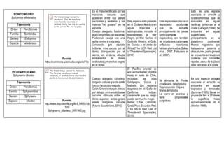 BONITO NEGRO
Euthynnus alletteratus
Taxonomía
Orden Perciformes
Familia Sombridae
Genero Euthynnus
Especie alletteratus
Fuente:
https://commons.wikimedia.org/wiki/File
Es el más identificado por las
manchas oscuras que
aparecen entre sus aletas
pectorales y ventrales y las
marcas "de gusano" en la
espalda.
Cuerpo alargado, fusiforme,
algocomprimido,sin escamas.
Pedúnculo caudal con una
quilla central a cada lado.
Coloración gris azulado
brillante, más oscura por el
dorso, blanquecino por el
vientre; en el dorso, dibujos
enrevesados de líneas
onduladas y manchas negras
en el dorso.
Esta especieestápresente
en el Océano Atlántico en
aguas tropicales y
subtropicales, incluido el
Mediterráneo, el Mar
Negro, el Mar Caribe, el
Golfo de México, el Golfo
de Guinea y el oeste de
África (The IUCN Red List
of ThreatenedSpecies(tm),
2011).
Esta especieescolaresun
depredador oportunista
que se alimenta
principalmente de peces
(principalmente
clupeoides), pero también
de crustáceos, calamares,
anfípodos hiperícidos,
hélicesy tunicados(Bahou
et al., 2007, Falautano et
al., 2007).
Esta es una especie
asociada al arrecife y
oceanodromosa que se
encuentra en aguas
neríticas próximas a la
costa (Cervigón 1994). Se
encuentra en aguas
superficiales,
principalmente en la
plataforma continental.
Menos migratorio que
Katsuwonus pelamis u
otros atunes,porlogeneral
se encuentra en las zonas
costeras con corrientes
rápidas, cerca de bajíos e
islas cercanas a la costa
PICUDA PELICANO
Sphyraena idiastes
Taxonomía
Orden Perciformes
Familia Sphyraenidae
Genero Sphyraena
Especie idiastes Fuente:
http://www.discoverlife.org/IM/I_RR/0019/
320/
Sphyraena_idiastes,I_RR1965.jpg
Cuerpo alargado, cilíndrico,
delgado;cabezagrandeestafa
hocico largo ypuntiagudo
Color: Grisencimapor,blanco
por debajo; un menudo barras
oscuras oblicuas sobre el
dorso superior; aletas grises
estafa márgenes oscuros
(Fauna Ecuatoriana, 2015).
El Pacífico oriental se
encuentradesdeColombia
hasta el norte de Chile,
incluidas las islas
Galápagos, Cocos y
Malpelo. Los registros
dispersos en el Golfo de
California indican
claramente que su rango
puede ser mucho mayor.
Nativo: Chile; Colombia;
Costa Rica; Ecuador; Perú
(The IUCN Red List of
Threatened Species(tm),
2010).
Se alimenta de Peces,
crustáceos, cefalópodos
Reproducción Ovípara
Mares templados
La carne es aceitosa y
tiene propiedades
purgativas.
Es una especie pelágica
asociada al arrecife se
encuentra en aguas
tropicales y templadas
(Sommer 1995). Se ve en
grupos de tres a 20 desde
la superficie hasta
aproximadamente 24 m
(Merlen 1988).
 