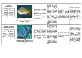 GRINGO
Paranthias colonus
Taxonomía
Orden Perciformes
Familia Serranidae
Genero Paranthias
Especie colonus
Fuente:
http://www.seacortez.com/fish/serranidae
/paranthias_colonus.jpg
Hocico acortado que facilita a
corta distancia de la visión
binocular
Longitudpor lo menosde 35.6
cm.
especie de arrecife
Sin amenaza (Fauna
Ecuatoriana, 2015).
Paranthias colonus está
restringida al Pacífico
oriental y se distribuye
desde el Golfo de
California hasta Perú,
incluidas las islas
Revillagigedo, Galápagos,
Clipperton, Cocos y
Malpelo.
Nativo: Colombia; Costa
Rica; Ecuador; El
Salvador; Guatemala;
Honduras; Méjico;
Nicaragua; Panamá; Perú
(The IUCN Red List of
Threatened Species(tm),
2017).
La especie se alimenta
principalmente de
pequeños animales
planctónicos recogidos
individualmente del agua,
hecho posible por su
hocicoacortadoquefacilita
la visión binoculardecorto
alcance
Paranthias colonus es una
especie asociada al
arrecife que se encuentra
típicamente en pequeñas
agregaciones muy por
encima del arrecife, pero
se retira al arrecife al
acercarse el peligro (The
IUCN Red List of
Threatened Species(tm),
2017).
CACHUDO DE PIEDRA
Pseudobalistes naufragium
Taxonomía
Orden Perciformes
Familia Balistidae
Genero Pseudobalistes
Especie naufragium
Fuente:
http://www.discoverlife.org/IM/I_RR/0021/
320/Pseudobalistes_naufragium,I_RR26
4.jpg
Cuerpo comprimido y
moderadamente profundos;
piel gruesa, rectilíneas,
similares a placas, algunos de
ellos espinosa, que son
fácilmente visibles a simple
vista.
Sin amenaza (Fauna
Ecuatoriana, 2015).
Esta especie del Pacífico
tropical oriental se
encuentra desde el sur de
Baja California y el centro
del Golfo de California
hastaelcentrodeChile,las
islas Galápagos, Cocos y
Malpelo
Nativo: Chile; Colombia;
Costa Rica; Ecuador; El
Salvador; Guatemala;
Honduras; Méjico;
Nicaragua; Panamá; Perú
(The IUCN Red List of
Threatened Species(tm),
2010).
Se alimenta de erizos de
mar, pequeños crustáceos
y moluscos (Humann y
Deloach 1993).
Esta especie asociada al
arrecife se encuentra en
aguas poco profundas
alrededor de arrecifes
rocosos, substratos
coralinos y sobre
substratos arenosos y de
ripio, y en las regiones
medias de los estuarios y
en hábitats de manglar
(Bussing 1995; Dominici-
Arosemena y Wolff 2006;
Rubio 1986; Cooke 1992).
 