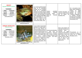 UMASAPA
Aequidens tetramerus (Heckel)
TAXONOMÍA
Orden Perciformes
Familia Cichlidae
Género Aequidens
Especie A.tetramerus
(El Acuarista, 2012)
Fuente: Recuperado el 09/06/2018 de:
www.elacuarista.com
Los machos pueden alcanzar
hasta los 25 centímetros
mientras que las hembras
hasta los 17 centímetros
presentan dimorfismo sexual,
el macho más colorido, aletas
dorsal y anal terminadas en
punta.Lahembraposeealetas
más redondeadas en sus
extremos y cuenta con una
librea más pálida que el
macho.(El Acu arista , 2012)
Cuenca amazónica
de Perú, Colombia,
Ecuador, Brasil y
Bolivia. (El Acuarista,
2012)
Territorial. Excavador, de
modo que resulta inútil el
filtro de placas. (El
Acuarista, 2012)
Se lo encuentra en ríos,
lagos, zonas inundadas y
charcos, en aguas
cubiertas con plantas
flotantes de losríos
Tocantins y Paranaíba en
la Guayana Francesa,
Surinam yenelrío Orinoco
en Colombia y Venezuela
(El Acuarista, 2012)
BARBUDO / BAGRE DE RÍO
Pimelodus ornatus
TAXONOMÍA
Orden Siluriformes
Familia Pimelodidae
Género Pimelodus
Especie P. ornatus
(Pez Adicto, 2013)
Fuente: Recuperado el 09/06/2018 de:
www.pezadicto.com
Cuerpo fusiforme ligeramente
aplanado en la región ventral.
Ojos de gran tamaño en
disposiciónlateral.Cuentacon
tres paresdebarbullonesenla
cabeza. La aleta caudal y la
adiposacarecenderadioduro
comoel resto de aletas. Estos
radios duros poseen
aterramientos,Pimelodusesel
tamaño de la cabeza con
relación al cuerpo, siendo la
más grande del género. (Pez
Adicto, 2013)
Ampliamentedistribuidoen
la parte norte de
Sudamérica. Venezuela,
Perú, Surinam, Guayana,
Paraguay, Ecuadory norte
de Brasil. (Pez Adicto,
2013)
Activo y gran nadador. .No
habrá que ubicarlo junto a
pequeños tetras o
caprinitos, los cuales
puedenserpresasfácilesy
apetecibles, al igual que
otras especies que le
quepanporlaboca.Pesea
esto, se trata de una
especie pacífica. (Pez
Adicto, 2013)
Principalmente en la
cuenca del río Orinoco y
cuenca del río Paraná
(Pez Adicto, 2013)
 