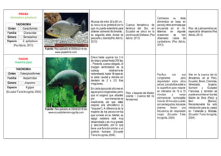 PIRAÑA
Serrasalmus spilopleura
TAXONOMÍA
Orden Caraciformes
Familia Characidae
Género Serrasalmus
Especie S. spilopleura
(Pez Adicto, 2013)
Fuente: Recuperado el 09/06/2018 de:
www.pezadicto.com
Alcanza de entre 20 a 60 cm ,
su boca no es protráctil por lo
que no puede exterderla para
obtener alimento fácilmente ,
su segunda aleta dorsal es
pequeña y blanda(PezAdicto,
2013)
Cuenca Amazónica de
América del Sur, en
Ecuador se ubica en la
provinciadeOrellana.(Pez
Adicto, 2013)
Carnívoros su dieta
alimenticia se basa en
pecesyotrosanimalesque
encuentre en el río.
Además en algunas
ocasiones se han
observado casos de
canibalismo. (Pez Adicto,
2013)
Ríos de Latinoamérica en
especialla Amazonia (Pez
Adicto, 2013)
PAICHE
Arapaima gigas
TAXONOMÍA
Orden Osteoglossiformes
Familia Arapaimidae
Género Arapaima
Especie A.gigas
(Ecuador Terra Incognita, 2004)
Fuente: Recuperado el 09/06/2018 de:
www.ecuadorterraincognita.com
Crece hasta superar los 3 m
de largoy pesarhasta 250 kg-
. Presenta cuerpo delgado, el
margen ventrolateral de la
cabeza relativamente
redondeada,hasta18rayosen
la aleta caudal y dientes en
dentario de 2 a 2,5 filas
irregulares.
Enciertaépocadelañoviveen
aguaspocooxigenadas,porlo
que el oxígeno que absorbe
por sus branquiases
insuficiente, así que debe
respirar aire atmosférico (o
“boquear”). A diferencia de la
mayoría de los peces con los
que convive en su hábitat, su
vejiga natatoria está muy
desarrollada y es muy grande
y vascularizada, por lo que
tiene una función similar a un
pulmón humano (Ecuador
Terra Incognita, 2004).
Ríos y lagunas del trópico
orienta ( Cuenca del río
Amazonas)
Pacífico con sus
congéneres pero
depredador sobre otros
peces.Losadultossubena
la superficie para respirar
en intervalos de 10 a 15
minutos y nunca
permanecen sumergidos
másde 40minutoscuando
sonperseguidos,lospeces
jóvenes tienen una
frecuencia de respiración
mayor. (Ecuador Terra
Incognita, 2004)
Vive en la cuenca del río
Amazonas, en el Perú,
Ecuador, Brasil, Colombia,
Venezuela, Guyana,
Surinam y Guayana
Francesa, y también se
puedeencontrarenlosríos
Madre de Dios (Perú) y
Beni (Bolivia).
Recientemente ha sido
introducido para su pesca
en Tailandia y Malasia.
(Ecuador Terra Incognita,
2004)
 