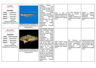 PEJERREY
Membras Gilbert
TAXONOMÍA
Orden Lophiiformes
Familia Antennariidae
Género Antennarius
Especie Antennarius
avalonis
(Instituto Smithsonian de
InvestigacionesTropicales, 2015)
Fuente: Recuperado el 09/06/2018 de:
www.isntitutosmithsoniandeinvestigacion
estropicales.com
Delgado, alargado y
comprimido; hocico
ligeramente más largo que el
ojo, la parte de arriba con 4
fosetas cuadrangulares;
mandíbula superior
notoriamente extensible, el
hueso frontal con el extremo
posterior fuertemente
expandido, y sin una
expansión ósea en el centro;
dientes muy bien
desarrollados, (Instituto
Smithsonian de
Investigaciones Tropicales,
2015)
Desde el Golfo de
Californiaal Norte de Perú
(Instituto Smithsonian de
InvestigacionesTropicales,
2015)
Su dieta alimenticia se
basa en Plancton y
Zooplancton
(Instituto Smithsonian de
InvestigacionesTropicales,
2015)
Lagunas Costeras,
esteros, agua dulce en
cardúmenes. (Instituto
Smithsonian de
InvestigacionesTropicales,
2015)
BRUJA SAPO
Batrachoides pacifici
TAXONOMÍA
Orden Batrachoidiformes
Familia Batrachoididae
Género Batrachoides
Especie Batrachoides
pacifici
(Instituto Smithsonian de
InvestigacionesTropicales, 2015)
Fuente: Recuperado el 09/06/2018 de:
www.isntitutosmithsoniandeinvestigacion
estropicales.com
Cuerpoalargado,deprimidoal
frente, comprimido en la parte
posterior; cabeza ancha,
deprimida; ojos grandes; boca
fuertemente oblicua,
mandíbula inferior
proyectándose; dientes
puntiagudos; dos espinas
sólidasen elopérculosuperior
y dos más por debajo y por
detrás de ellas; aleta dorsal
con tres espinas sólidas, sin
órganos de luz; cuerpo
cubierto con escamas
pequeñasincrustadas;cabeza
y pecho sin escamas;
escamas en la nuca alcanzan
delante del canal transversal
de la línea lateral en la parte
posteriordelacabeza(Instituto
Smithsonian de
Investigaciones Tropicales,
2015)
Desde Panamá oriental
hasta el Norte de Perú
(Instituto Smithsonian de
InvestigacionesTropicales,
2015)
Son Carnivoros se
alimentan de Crustáceos,
bivalvos , gasterópodos ,
pulpos , etc. (Instituto
Smithsonian de
InvestigacionesTropicales,
2015)
Habita en fondos de arena
y lodo adyacentes a áreas
rocosas; también vive en
pozos de marea (Instituto
Smithsonian de
InvestigacionesTropicales,
2015)
 