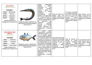 AGUJA CHICA
Strongylura scapularis
TAXONOMÍA
Orden Beloniformes
Familia Belonidae
Género Strongylura
Especie Strongylura
scapularis
(Instituto Smithsonian de
InvestigacionesTropicales, 2015) Fuente: Recuperado el 09/06/2018 de:
www.isntitutosmithsoniandeinvestigacion
estropicales.com
Cuerpo relativamente
alargado y esbelto,
redondeado en corte
transversal; mandíbula
superior e inferior muy
alargadas, con dientes
puntiagudos; sin
branquiespinas; radios
dorsales 13-15; radios anales
15-17; radios pectorales 9-11
(usualmente 10); pedúnculo
caudalsinquillaslateralesyno
tan comprimido; cola
ligeramente cóncava;
escamas predorsales
alrededor de 177-226.
(Instituto Smithsonian de
Investigaciones Tropicales,
2015)
Desde las Costas de El
Salvador hasta Perú.
(Instituto Smithsonian de
InvestigacionesTropicales,
2015)
Es carnívoro se alimenta
de crustáceos pelágicos y
peces óseos, crece hasta
40 cm y habita en la
superficie costera.
(Instituto Smithsonian de
InvestigacionesTropicales,
2015)
Aguas costeras , entra a
esteros y bocas de ríos
(Instituto Smithsonian de
InvestigacionesTropicales,
2015)
JUREL BONITO/ JUREL
CABALLA
Caranx caballus
TAXONOMÍA
Orden Peciformes
Familia Carangidae
Género Caranx
Especie Caranx caballus
(Instituto Smithsonian de
InvestigacionesTropicales, 2015)
Fuente: Recuperado el 09/06/2018 de:
www.isntitutosmithsoniandeinvestigacion
estropicales.com
En adultos cuerpo
modernamente comprimido
relativamente esbelto; el ojo
con un párpado adiposo
moderadamente desarrollado;
en la mandíbula superior una
fila externa de caninos y una
bandainternadedientesfinos,
la mandíbula inferior con una
fila de dientes; branquiespinas
(excluyendo los rudimentos)
13-15 + 28-30; margen del
cuerpoenlaparte posteriorde
la cámara branquial sin
papilas;aletas pectoralesmás
largasquelacabeza, (Instituto
Smithsonian de
Investigaciones Tropicales,
2015)
Se encuentraenlascostas
delPacíficooriental(desde
California hasta el Perú,
incluyendo el Golfo de
California e Islas
Galápagos ) (Instituto
Smithsonian de
InvestigacionesTropicales,
2015)
Suele ser carnívoro se
alimenta de pulpos,
crustáceos bentónicos,
calamares, sepias
(Instituto Smithsonian de
InvestigacionesTropicales,
2015)
Forma Cardúmenes sobre
fondos blandos, arena y
grava , esteros (Instituto
Smithsonian de
InvestigacionesTropicales,
2015)
 