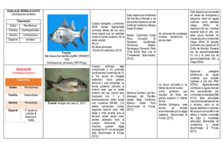 GUALAJO, RÓBALO OJITO
Centropomus armatus
Taxonomía
Orden Perciformes
Familia Centropomidae
Genero Centropomus
Especie armatus
Fuente:
http://www.discoverlife.org/IM/I_RR/0007/
320/
Centropomus_armatus,I_RR776.jpg
Cuerpo alargado y profundo;
Perfil dorsal ligeramente
cóncava detrás de los ojos;
línea lateral que se extiende
hasta el borde posterior de la
aleta caudal
46 cm
No tiene amenaza
(Fauna Ecuatoriana, 2015).
Esta especie es endémica
del Pacífico Oriental, y se
encuentra desde el sur del
Golfode California,México
hasta Ecuador.
Nativo: Colombia; Costa
Rica; Ecuador; El
Salvador; Guatemala;
Honduras; Méjico;
Nicaragua; Panamá; Perú
(The IUCN Red List of
Threatened Species(tm),
2010).
Se alimenta de crustáceos
móviles bentónicos y
peces óseo
Esta especie se encuentra
en áreas de manglares y
estuarios, tanto en aguas
marinas como salobres
(Vega 2004). Su
reproducción es continua
durante todo el año, con
altos picos durante los
mesesdejulioynoviembre
(Vega 2004). El tamaño
promedio de captura en El
Golfo de Montijo, Panamá
fue de aproximadamente
31 cm y el peso fue de
aproximadamente 352 g
(Vega 2004).
RONCADOR
Pomadasys bayanus
Taxonomía
Orden Perciformes
Familia Haemulidae
Genero Pomadasys
Especie P. bayanus
(Jordan &
Evermann,
1898)
Fuente: Imagen de Laaz, E., 2012
Cuerpo oblongo, algo
comprimido, y no profundo
(profundidad contenida de 3.1
a 3.8 veces en longitud
estándar); boca grande,
terminal y casi horizontal, su
borde posterior ubicado al
mismo nivel que el borde
anterior del ojo; primer arco
branquial con 7 a 9
branquiespinas; aleta dorsal
con muescas (XII-XIII, 12);
aletas pectorales cortas;
segunda espina anal más
larga y más gruesa que la
tercera; volver verde oliva;
vientre plateado; todo el
cuerpo iridiscente. Los
machos pueden llegar
alcanzarlos 51 cm de longitud
total (Eschmeyer & Fricke,
2012).
América Central y del Sur:
drenajes del Pacífico
desde Baja California,
México hasta Perú
(Eschmeyer & Fricke,
2012).
Le dicen roncador a su
hábito de emitir ruidos
como gruñidos que
resultan de frotar las
placas superior e inferior
de los
dientes faríngeos, este
sonido se amplía
enormemente por la vejiga
natatoria. (Eschmeyer &
Fricke, 2012).
Especies pelágicas
bentónicas de aguas
costeras que pueden
ingresar a los ríos (Ref.
55763). Aparentemente
confinado a aguas dulces,
ríos ascendentes con
corrientesmoderadas(Ref.
9114). Más abundante
cercadelassalidasderíos
y arroyos, pero no en
aguas salobres o marinas.
Alcanzaalmenos640m de
altitud y habita corrientes
de baja a moderada
velocidad. Aliméntate de
crustáceos y peces
(Eschmeyer & Fricke,
2012).
 
