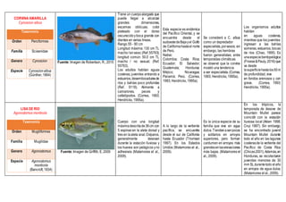 CORVINA AMARILLA
Cynoscion albus
Taxonomía
Orden Perciformes
Familia Sciaenidae
Genero Cynoscion
Especie Cynoscionalbus
(Günther, 1864)
Fuente: Imagen de Robertson, R., 2015
Tiene un cuerpoalargado que
puede llegar a alcanzar
grandes dimensiones,
escamas oblicuas, color
plateado con el dorso
oscurecidoyboca grande con
dientes en varias líneas.
Rango 55 - 90 cm
Longitud máxima: 130 cm TL
macho/sinsexo;(Ref.55763);
longitud común: 50.0 cm TL
macho / no sexual; (Ref.
55763).
Los adultos habitan aguas
costeras; juveniles entrando a
estuarios,desembocadurasde
ríos y bahías poco profundas
(Ref. 9118). Alimente a
camarones, peces y
cefalópodos. (Correa, 1993;
Hendrickx, 1995a).
Esta especie es endémica
del Pacífico Oriental, y se
encuentra desde el
sudoestedeBajayel Golfo
de Californiahastael norte
de Perú.
Nativo:
Colombia; Costa Rica;
Ecuador; El Salvador;
Guatemala; Honduras;
Méjico; Nicaragua;
Panamá; Perú. (Correa,
1993; Hendrickx, 1995a).
Se consideró a C. albus
como un depredador
especialista,porsexos; sin
embargo, las hembras
fueron generalistas; entre
temporadas climáticas
se observó que la corvina
mostró una tendencia
a ser especialista.(Correa,
1993; Hendrickx, 1995a).
Los organismos adultos
habitan
en aguas costeras,
mientras que los juveniles
ingresan a las bahías
someras, estuarios, bocas
de ríos (Chao, 1995). Es
unaespeciebentopelágica
(Froese&Pauly, 2016)que
va desde
lasuperficiehastalos50m
de profundidad, vive
en fondos arenosos y con
grava. (Correa, 1993;
Hendrickx, 1995a).
LISA DE RIO
Agonostomus montícola
Taxonomía
Orden Mugiliformes
Familia Mugilidae
Genero Agonostomus
Especie Agonostomus
monticola
(Bancroft, 1834)
Fuente: Imagen de Griffith, E, 2009
Cuerpo con una longitud
máximadescritade36cm con
5 espinas en la aleta dorsal y
tres en laaleta anal.Ovíparos,
generalmente desovan
durante la estación lluviosa y
los huevos son pelágicos yno
adhesivos (Matamores et al.,
2009).
A lo largo de la vertiente
pacífica, se encuentra
desde el sur de California
hasta Ecuador (Thomson
1997). En los Estados
Unidos (Matamores et al.,
2009).
Es la única especie de su
familia que vive en agua
dulce.Tiendenaserpocos
y solitarios en arroyos
superiores, pero forman
cardumen en arroyos más
grandesenlaselevaciones
más bajas. (Matamores et
al., 2009).
En los trópicos, la
temporada de desove de
Mountain Mullet parece
coincidir con la estación
lluviosa local (Aiken 1998,
Cruz 1987). Sin embargo,
se ha encontrado juvenil
Mountain Mullet durante
todo el año en las lagunas
costerasde la vertiente del
Pacífico de Costa Rica
(Chicas2001).Además,en
Honduras, se recolectaron
juveniles menores de 30
mm SLdurantetodo elaño
en arroyos de agua dulce.
(Matamores et al., 2009).
 