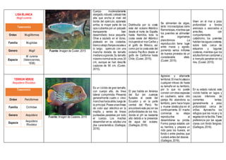 LISA BLANCA
Mugil curema
Taxonomía
Orden Mugiliformes
Familia Mugilidae
Genero Mugil
Especie
M. curema
(Valenciennes,
1836)
Fuente: Imagen de Cuvier, 2015
Cuerpo moderadamente
alargado,robusto;cabezamás
alta que ancha al nivel del
borde del opérculo, aplanada
arriba; la mayor parte de los
ojos cubiertos por un párpado
transparente bien
desarrollado; boca pequeña.
Oliva a azulado en el dorso,
plateado en los costados,
blancoabajo;franjasoscurasa
lo largo; opérculo con una
mancha dorada de tamaño
medianoagrande; Su tamaño
máximonormalesde unos 30
cm, aunque se han descrito
capturas de 90 cm. (Cuvier,
2015).
Distribuida por la costa
este del océano Atlántico
desde el norte de España
hasta Namibia, toda la
costa oeste del Atlántico
incluyendoel marCaribe y
el golfo de México, así
como por la costa este del
océano Pacífico desde el
golfo de California hasta
Chile. (Cuvier, 2015).
Se alimentan de algas,
tanto microscópicas como
filamentosas,mientrasque
los juveniles se alimentan
de organismos
planctónicos .La
reproducción tiene lugar
entre marzo y agosto,
poniendo varios millones
de huevos provistos de un
considerable vitelo.
(Cuvier, 2015).
Viven en el mar a poca
profundidad a fondos
arenosos o asociados a
arrecifes, con
comportamiento
catádromo, los juveniles
habitanlasaguascosteras,
sobre todo cerca de
estuarios y lagunas
costeras, mientras que los
adultosformancardumeny
a menudo penetran en los
ríos. (Cuvier, 2015).
TERROR VERDE
Aequidens Rivulatus
Taxonomía
Orden Perciformes
Familia Cichlidae
Genero Aequidens
Especie
Aequidens
Rivulatus
Fuente: Imagen de Cazares, 2015
Es un cíclido de gran tamaño,
con cuerpo alto, de línea
lateral comprimida. Presenta
generalmente cuatro o cinco
manchashaciaatrás,luegode
la principal.Poseeunaslíneas
de color azul eléctrico en la
mejilla, y series de líneas
punteadas paralelas por todo
el cuerpo. Los machos
desarrollan en su adultez una
jiba característica. (Gallegos,
2016).
El pez habita en América
del Sur (en cuencas
fluviales al oeste del
Ecuador y en la parte
central del Perú). No
encontrará este pez en las
profundidades de los ríos,
donde el pH es bastante
alto debido a la presencia
de agua del océano.
(Gallegos, 2016).
Agresivo y altamente
territorial.Elmachoatacaa
cualquier intruso de hasta
su tamaño en su territorio,
por lo que no puede
convivir conotras especies
en cautiverio, salvo otra
pareja No abandona su
territorio, pero hace hoyos
y mueve obstáculos en él
continuamente. El macho
comienza su etapa
reproductiva al
desarrollarse su joroba.
Forma pareja estable con
su hembra, y prepara un
nido para los huevos, en
fondo o entre piedras, que
cuidará antes del desove.
(Gallegos, 2016).
En su estado natural, este
cíclido habita en lagos y
cauces inferiores de
corrientes lentas,
generalmente a poca
profundidad cerca de
orillas. Aprovecha los
refugios que las rocas y la
vegetaciónlefacilita.Tiene
preferencia por las aguas
claras con fondo fangoso.
(Gallegos, 2016).
 