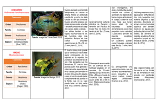 CHOGORRO
Andinoacara coeruleopunctatus
Taxonomía
Orden Perciformes
Familia Cichlidae
Genero Andinoacara
Especie
Andinoacara
coeruleopunctatus
(Kner, 1863)
Fuente: Imagen de Torres David, 2015
Cuerpoalargadoycomprimido
lateralmente; su cabeza es
amplia. Posee un pedúnculo
caudal alto y ancho, su aleta
caudal es del tipo truncada.
Cuerpo amarillo grisáceo con
iridescencias azules amarillas
y verdesfluorescentealolargo
del cuerpo, aletas ycabeza.
Las aletas tienden a ser
rojizas. Machos hasta 16 cm,
las hembras algo más
pequeñas. Aunque es más
común encontrar
especímenes de 12 a 14 cm.
(Torres, Armi G., 2014).
América Central: vertiente
atlántica de Panamá y
vertiente del Pacífico de
Costa Rica (río Coto). En
América del Sur. (Torres,
Armi G., 2014).
Son monógamos, en
época reproductiva suelen
cambiar sus colores y
aparecen una especies de
barrasnegrasverticalesen
el cuerpo, cuidan de sus
crías hasta que tienen
buena edad. En la
naturaleza suelen
alimentarse de peces más
pequeños como carácidos
y poecílidos, también de
insectos acuáticos,
renacuajos…
En cautiverio pueden
comer hojuelas, gránulos
para discos. (Torres, Armi
G., 2014).
Habitaaguasestancadasy
aguas poco profundas de
ríos más pequeños con
material orgánico y baja
velocidad. Abundante en
arroyos conmuchamateria
orgánica, pero también
reside en las aguas poco
profundas de los ríos (Ref.
36880). Se alimenta de
insectos acuáticos. Forma
pequeños grupos en los
fondos de losríos. (Torres,
Armi G., 2014).
MACHO
Mesoheros ornatus
Taxonomía
Orden Perciformes
Familia Cichlidae
Genero Mesoheros
Especie
Mesoheros
ornatus
(Regan, 1905)
Fuente: Imagen de Barriga, 2012
El macho crece más grande
quela hembra.El machotiene
rayos prolongados de las
espinas en la espalda, las
puntas de las aletasde la cola
son más alargadas que las
femeninas. El macho tiene
puntos azules más grandes y
másmarcados,especialmente
en la cabeza, perotambiénen
elresto delcuerpo.Enalgunos
casos,lahembrapuedeperder
completamente los puntos en
la frente, que en su lugar
puede tener un tono verde
oliva muy uniforme. (Barriga
2012
Esta especie se encuentra
en las cuencas del río
Santiago-Cayapas en el
noroeste de Ecuador
(Barriga2012)y en losríos
Patia y Miraen el oeste de
Colombia Esta especie
ocurre entre 50 a 400 m
snm. (Maldonado-Ocampo
et al., 2012).
Es principalmente una
especie carnívora, que se
alimenta de invertebrados,
peces pequeños y, en
menor medida, materia
vegetal (Maldonado-
Ocampo et al., 2012).
Esta especie habita con
frecuencia en los bordes
de los remansos en ríos
grandes con pendientes
suaves (Maldonado-
Ocampo et al., 2012).
 