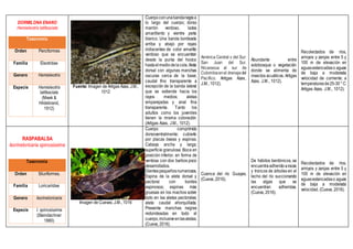 DORMILONA ENANO
Hemieleotris latifasciata
Taxonomía
Orden Perciformes
Familia Eleotridae
Genero Hemieleotris
Especie Hemieleotris
latifasciata
(Meek &
Hildebrand,
1912)
Fuente: Imagen de Artigas Azas, J.M.,
1012
Cuerpoconunabandanegraa
lo largo del cuerpo; dorso
marrón verdoso, lados
amarillento y vientre perla
blanco. Una banda bordeada
arriba y abajo por rayas
iridiscentes de color amarillo
verdoso que se encuentran
desde la punta del hocico
hastaelmediodelacola.Aleta
dorsal con algunas manchas
oscuras cerca de la base;
caudal fino transparente a
excepción de la banda lateral
que se extiende hacia los
rayos medios; aletas
emparejadas y anal fina
transparente. Tanto los
adultos como los juveniles
tienen la misma coloración.
(Artigas Azas, J.M., 1012).
América Central y del Sur:
San Juan del Sur,
Nicaragua al sur de
Colombiaenel drenajedel
Pacífico. Artigas Azas,
J.M., 1012).
Abundante entre
sotobosque o vegetación
donde se alimenta de
insectos acuáticos. Artigas
Azas, J.M., 1012).
Recolectados de ríos,
arroyos y zanjas entre 5 y
100 m de elevación en
aguasestancadaso aguas
de baja a moderada
velocidad de corriente; a
temperaturasde25-30°C.
Artigas Azas, J.M., 1012).
RASPABALSA
Isorineloricaria spinosissima
Taxonomía
Orden Siluriformes.
Familia Loricariidae
Genero Isorineloricaria
Especie I. spinosissima
(Steindachner
1880)
Imagen de Cuevas, J.M., 1016
Cuerpo comprimido
dorsoventralmente; cubierto
por placas óseas y espinas.
Cabeza ancha y larga;
superficie granulosa. Boca en
posición inferior, en forma de
ventosa con dos barbos poco
desarrollados.
Dientespequeñosnumerosos.
Espina de la aleta dorsal y
pectoral con bordes
espinosos; espinas más
gruesas en los machos sobre
todo en las aletas pectorales;
aleta caudal ahorquillada.
Presenta manchas negras
redondeadas en todo el
cuerpo,inclusiveenlasaletas.
(Cueva, 2016).
Cuenca del río Guayas.
(Cueva, 2016).
De hábitos bentónicos, se
encuentraadheridoarocas
y troncos de árboles en el
lecho del río succionando
las algas que se
encuentran adheridas.
(Cueva, 2016).
Recolectados de ríos,
arroyos y zanjas entre 5 y
100 m de elevación en
aguasestancadaso aguas
de baja a moderada
velocidad. (Cueva, 2016).
 