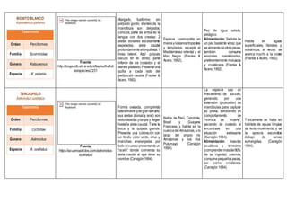 BONITO BLANCO
Katsuwonus pelamis
Taxonomía
Orden Perciformes
Familia Scombridae
Genero Katsuwonus
Especie K. pelamis
Fuente:
http://biogeodb.stri.si.edu/sftep/es/thefish
es/species/2231
Alargado, fusiforme; sin
párpado gordo; dientes de la
mandíbula son delgados,
cónicos; parte de arriba de la
lengua con dos crestas; 2
aletas dorsales escasamente
separadas, aleta caudal
profundamenteahorquillada;1
línea lateral. Azul púrpura
oscuro en el dorso; parte
inferior de los costados y el
vientre plateado.Presentauna
quilla a cada lado del
pedúnculo caudal (Franke &
Acero, 1992).
Especie cosmopolita en
maresyocéanostropicales
y templados, excepto el
Mediterráneo oriental y el
Mar Negro (Franke &
Acero, 1992).
Pez de agua salada,
pelágico.
Alimentación: Se trata de
un pez bastante voraz que
sealimentadeotrospeces,
también consume
animales invertebrados,
preferentemente moluscos
y crustáceos (Franke &
Acero, 1992).
Habita en aguas
superficiales, litorales y
oceánicas; a veces se
acerca mucho a la costa
(Franke & Acero, 1992).
TERCIOPELO
Astronotus ocellatus
Taxonomía
Orden Perciformes
Familia Cichlidae
Genero Astronotus
Especie A. ocellatus
Fuente:
https://acuarioadictos.com/astronotus-
ocellatus/
Forma ovalada, comprimido
lateralmenteydegrantamaño,
sus aletas (dorsal y anal) son
redondeadas ylargas y llegan
hasta la aleta caudal. Tiene la
boca y la quijada grande.
Presenta una coloración con
un fondo color verde oliva y
manchas anaranjadas por
todo elcuerpopresentandoun
“ocelo” donde comienza su
aleta caudal al que debe su
nombre (Cervigón 1994).
Nativo de Perú, Colombia,
Brasil y Guayana
Francesa, y habita en la
cuencadelAmazonas,a lo
largo del propio río
Amazonas y los ríos
Putumayo (Cervigón
1994).
La especie usa un
mecanismo de succión,
generado por una
extensión (protrusión) de
mandíbulas, para capturar
su presa, exhibiendo un
comportamiento de
“mímica de muerte”,
yaciendo de costado al
encontrase en una
situación estresante
(Cervigón 1994).
Alimentación: Insectos
acuáticos y terrestres
(comprendenmásdel60%
de su ingesta); además,
consumepequeñospeces,
así como crustáceos
(Cervigón 1994).
Típicamente se halla en
hábitats de aguas limpias
de lento movimiento, y se
la aprecia escondida
debajo de ramas
sumergidas (Cervigón
1994).
 