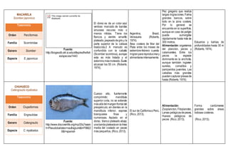MACARELA
Scomber japonicus
Taxonomía
Orden Perciformes
Familia Scombridae
Genero Scomber
Especie S. japonicus
Fuente:
http://biogeodb.stri.si.edu/sftep/es/thefish
es/species/1443
El dorso es de un color azul
verdoso marcado de bandas
sinuosas oscuras más o
menos nítidas. Tiene los
flancos y vientre amarillo
plateado,jaspeadodegris y la
parte superior de la cabeza
traslúcida.2 A menudo es
confundido con la caballa
(Scomber scombrus), aunque
esta es más listada y el
estorninomásmoteado.Suele
alcanzar los 50 cm. (Roberts,
1974).
Argentina, Brasil,
Venezuela (Roberts,
1974).
Área costera de Mar del
Plata entre los meses de
setiembre-febrero cuando
migranparareproducirsey
alimentarseintensamente.
Pez gregario que realiza
largas migraciones. Forma
grandes bancos, sobre
todo en la zona costera.
Por lo general se
encuentra en la superficie,
aunque en caso de peligro
puede sumergirse
rápidamente hasta más de
300 metros.
Alimentación:organismos
del plancton, peces y
calamaretes. Entre los
peces la especie
dominante es la anchoíta,
aunque también ingieren
sureles, cornalitos y
pampanitos juveniles. Las
caballas más grandes
puedencapturarpresasde
hasta (Roberts, 1974).
Estuarios y bahías de
profundidades hasta 30 m
(Roberts, 1974).
CHUHUECO
Cetengraulis mysticetus
Taxonomía
Orden Clupeiformes
Familia Engraulidae
Genero Cetengraulis
Especie C. mysticetus
Fuente:
http://www.discoverlife.org/mp/20q?searc
h=Pseudobalistes+naufragium&b=FB822
6&l=spanish
Cuerpo alto, fuertemente
comprimido; mandíbula
superior corta, no se extiende
másalládelmargenfrontaldel
preopérculo; sin dientes en la
mandíbula inferior; espinas
branquiales finas y
numerosas. Azulado en el
dorso, blanco plateado abajo;
unabandaplateadaenlalínea
media del costado en peces
más pequeños, (Rico, 2013).
El sur de Californiaa Perú.
(Rico, 2013).
Alimentación:
Zooplancton, Fitoplancton,
Larvas pelágicasdepeces,
Huevos pelágicos de
peces (Rico, 2013).
Forma cardúmenes
grandes sobre áreas
lodosas costeras.
(Rico, 2013).
 