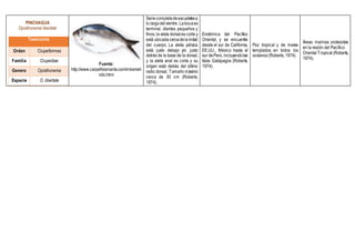 PINCHAGUA
Opisthonema libertate
Taxonomía
Orden Clupeiformes
Familia Clupeidae
Genero Opisthonema
Especie O. libertate
Fuente:
http://www.carpefresmanta.com/mirameli
ndo.html
Seriecompletadeescudetesa
lo largodelvientre. Labocaes
terminal, dientes pequeños y
finos; la aleta dorsales corta y
está ubicadacercadelamitad
del cuerpo. La aleta pélvica
está justo debajo y/o justo
detrás de la base de la dorsal,
y la aleta anal es corta y su
origen está detrás del último
radio dorsal. Tamaño máximo
cerca de 30 cm (Roberts,
1974).
Endémica del Pacífico
Oriental, y se encuentra
desde el sur de California,
EE.UU., México hasta el
sur dePerú, incluyendolas
Islas Galápagos (Roberts,
1974).
Pez tropical y de mares
templados en todos los
océanos (Roberts, 1974).
Áreas marinas protegidas
en la región del Pacífico
Oriental Tropical (Roberts,
1974).
 