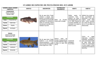 CUADRO DE ESPECIES DE PECES ÓSEOS DEL ECUADOR
NOMBRE COMÚN / NOMBRE
CIENTÍFICO
GRÁFICO DESCRIPCIÓN
DISTRIBUCIÓN
GEOGRÁFICA
HÁBITO HÁBITAT
GUANCHICHE
Hoplias microlepis
(Günther 1864)
TAXONOMÍA
Orden Characiformes
Familia Erythrinidae
Genero Hoplias
Especie microlepsis
Pez de agua dulce. Cuerpo
cilíndrico y robusto, boca
grande y con dientes cónicos
muygrandesquecausandaño
significativo. Su coloración es
parda con manchas y barras
oscurasquelocamuflanenlos
hábitats en que vive.
Nativa de Ecuador.
Cuenca del rio Guayas.
Prefiere aguas de
movimiento lento o
pantanos con arena o
fango(Bussing,2002;Laaz
et al., 2009). Siempre se
encuentra parasitado por
nematodos los cuales no
afectan su salud.
Habitaen ríos o pozas con
alta concentración de
sedimentos y muy poco
oxígeno; puede saltar
varios metros buscando
otro cuerpo de agua si el
sitio en el que estaba se
está secando.
HUAIJA
Lebiasina bimaculata
(Valenciennes 1847)
TAXONOMÍA
Orden Characiformes
Familia Lesbianisidae
Genero Lesbiasina
Especie bimaculata
Pez de agua dulce. Cuerpo
fusiforme y de coloración
verdoso-amarillento y gris-
rojizo alo largodelasuperficie
dorsal (Eigenmann, 1922).
Especie nativa del
Ecuador.Costapacíficade
EcuadorhastaPerú,según
la Base de datos UDA
(2014).
Usualmente es
epipelágica.
Es omnívora.
Común en aguas
estancadas, remansos,
quebradas, humedales y
pozas paraabastecimiento
de agua; tolera altos
niveles de contaminación
con poco oxígeno, incluso
puedesalirdelosesterosa
tierra firme.
 