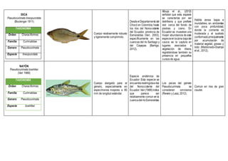 DICA
Pseudocurimata lineopunctata
(Boulenger 1911)
TAXONOMÍA
Orden Characiformes
Familia Curimatidae
Genero Pseudocurimata
Especie lineopunctata
Cuerpo relativamente robusto
y ligeramente comprimido.
DesdeelDepartamentodel
Chocó en Colombia; hasta
los ríos del Noroccidente
del Ecuador, provincia de
Esmeraldas (Vari, 2003),
específicamente en las
cuencas del río Santiago y
del Cayapas (Barriga,
2012).
Albuja et al., (2012)
señalan que esta especie
se caracteriza por ser
detritívora y que prefiere
vivir cerca del fondo de
piedras y cieno. En
Ecuador se muestran una
mayor abundancia de esta
especieenlazona bajadel
cauce; se la captura en
lugares asociados a
vegetación de ribera;
registrándose también su
presencia en pequeños
cursos de agua.
Habita zonas bajas e
inundables, en ambientes
con poca profundidad,
donde la corriente es
moderada y el sustrato
conformadoprincipalmente
por acumulación de
material vegetal, gravas y
lodo (Maldonado-Ocampo
et al., 2012).
NAYÓN
Pseudocurimata boehlkei
(Vari 1989)
TAXONOMÍA
Orden Characiformes
Familia Curimatidae
Genero Pseudocurimata
Especie boehlkei
Cuerpo alargado para el
género, especialmente en
especímenes mayores a 80
mm de longitud estándar.
Especie endémica de
Ecuador. Esta especie se
encuentrarestringidaaríos
del Noroccidente del
Ecuador.Vari(1989)indica
que parece ser
relativamente común en la
cuencadelríoEsmeraldas.
Los peces del género
Pseudocurimata se
consideran omnívoros
(Revelo y Laaz, 2012).
Común en ríos de gran
caudal.
 