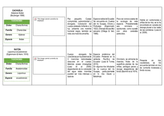 CACHUELA
Astyanax festae
(Boulenger 1898)
TAXONOMÍA
Orden Characiformes
Familia Characidae
Genero Aytanax
Especie festae
Pez pequeño. Cuerpo
comprimido, subromboidal y
elongado. Coloración del
cuerpo plateada brillante a la
luz, presenta una mancha
humeral negra, también se
nota una mancha amarilla.
EspecienativadeEcuador.
Se encuentra en Cuenca
del río Guayas, Chone y
Portoviejo (Eigenmann,
1922), Drenajedelpacífico
peruano (Ortega & Vari,
1986).
Poco se conoce acerca de
la ecología de esta
especie. Probablemente
sea omnívora y
oportunista, como sucede
con otros carácidos
parecidos.
Habita en cardúmenes a
orillas de los ríos, se la ha
encontrado en canales de
drenaje pluvial a los lados
de las carreteras (Laaz et
al. 2009).
RATÓN
Leporinus ecuadorensis
(Eigenmann & Henn, 1916)
TAXONOMÍA
Orden Characiformes
Familia Anastomoidae
Genero Leporinus
Especie ecuadorensis
Cuerpo elongado. Se
caracterizaporlapresenciade
3 manchas redondeadas
obscuras en el cuerpo.
Además posee mioespinas
(Laaz et al. 2009);
dependiendo de la coloración
del agua estas manchas
pueden ser más intensas u
opacas.
Especie endémica del
Ecuador. Presente en la
vertiente Pacífica de
Ecuador (Laaz & Torres,
2010).
En algunos ríos tributarios
de la cuenca del río
Guayas, particularmente
en lo ríos Daule y
Babahoyo.
Omnívoro, se alimenta de
insectos, frutas de la
superficie, plantas de las
orillas, persigue peces y
recoge desperdicios del
fondo (Barnhill et al.1974).
Presente en ríos
caudalosos, se los
encuentra también en ríos
de corriente moderada y
fondo rocoso.
 