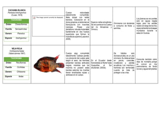 CACHAMA BLANCA
Piaractus brachypomus
(Cuvier, 1818)
TAXONOMÍA
Orden Characiformes
Familia Serrasalmidae
Genero Piaractus
Especie brachypomus
Cuerpo redondeado
lateralmente comprimido.
Aleta dorsal con radios
blandos. Coloración en el
dorsogrisácea,elabdomenes
blanquecino con manchas
naranjas. Posee una
dentadura robustaimplantada
fuertemente en dos huesos
superiores que forman la
mandíbulasuperior(Laazetal.
2009).
Especie nativa amazónica.
Se encuentraenlaCuenca
del río Amazonas y
Orinoco.
Omnívoros con tendencia
a consumo de frutos y
semillas.
Los jóvenes se encuentras
solo en aguas negras
bajas, pero los adultos
nadanalolargodelosríos,
especialmentelosbosques
inundados durante la
estación lluviosa.
VIEJA ROJA
Cichlasoma festae
(Valenciennes 1847)
TAXONOMÍA
Orden Perciformes
Familia Cichlidae
Genero Cihlasoma
Especie festae
Cuerpo algo comprimido
lateralmente. Cabeza grande.
La coloración del cuerpo varía
según el sexo, las hembras
presentan bandas verticales
negras, mientras que los
machos no poseen estas
bandas además los machos
tienen tonalidades rojizas y
verdosas en el cuerpo.
En el Ecuador desde
Esmeraldas al Norte hasta
Huaquillas al Sur
(Kullander, 2003b).
De hábitos solo
dulceacuícolas, es un pez
omnívoro.Su dietasebasa
en peces, caracoles,
crustáceos y plantas
acuáticas. Los machos y
hembras son territoriales
cuando se trata de
proteger a las crías.
Conocida también como
vieja de montaña porque
es común en ríos
premontanos, de fondo
rocosoy aguastempladas.
 