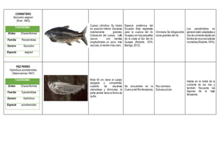 CORNETERO
Saccodon wagneri
(Kner, 1863)
TAXONOMÍA
Orden Characiformes
Familia Parodontidae
Genero Saccodon
Especie wagneri
Cuerpo cilíndrico. Su hocico
en posición inferior. Escamas
notoriamente grandes.
Coloración del cuerpo café
oscuro con bandas
longitudinales un poco más
oscuras, el vientre más claro.
Especie endémica del
Ecuador. Esta registrada
para la cuenca del río
Guayasy enríos pequeños
de la costa al Sur del río
Guayas (Roberts, 1974;
Barriga, 2012)
Omnívora.Se refugiaentre
rocas grandes del río.
Los parodóntidos en
general están adaptados a
ríos decorrienterápidacon
fondosderocacercadelas
montañas(Roberts,1974).
PEZ PERRO
Hydrolicus scomberoides
(Valenciennes 1847)
TAXONOMÍA
Orden Characiformes
Familia Cynodontidae
Genero Hydrolicus
Especie scomberoides
Mide 45 cm, tiene el cuerpo
alargado y comprimido,
cubierto de escamas
ctenoideas y diminutas, la
parte ventral tiene la forma de
quilla.
Se encuentran en la
CuencadelRioAmazonas.
Pez carnívoro.
Dulceacuícola.
Habita en la mitad de la
corriente de los ríos y
también frecuenta las
lagunas de la baja
Amazonía.
 