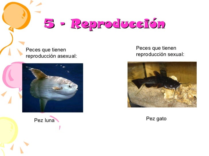 Tiburon Es Carnivoro Herbivoro O Omnivoro
