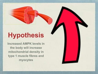 Hypothesis
Increased AMPK levels in
the body will increase
mitochondrial density in
type 1 muscle fibres and
myocytes
 