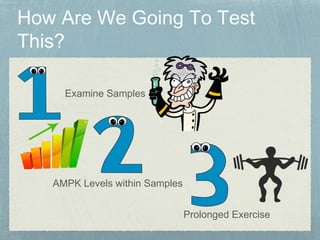 Examine Samples
AMPK Levels within Samples
Prolonged Exercise
 