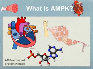 AMP-activated
protein Kinase
 