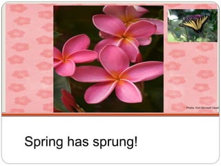 Spring has sprung!
Photos from Microsoft Clipart
 