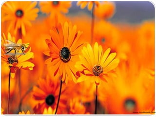 Photos from Microsoft Clipart
 