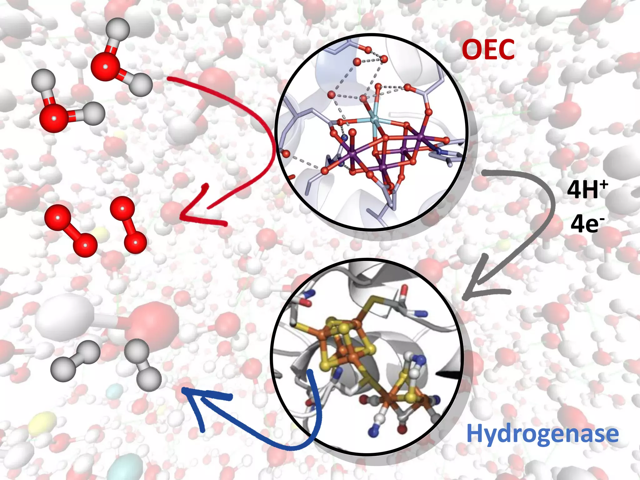 4H+
4e-
OEC
Hydrogenase
 