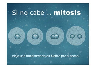 Si no cabe … mitosis
(deja una transparencia en blanco por si acaso)