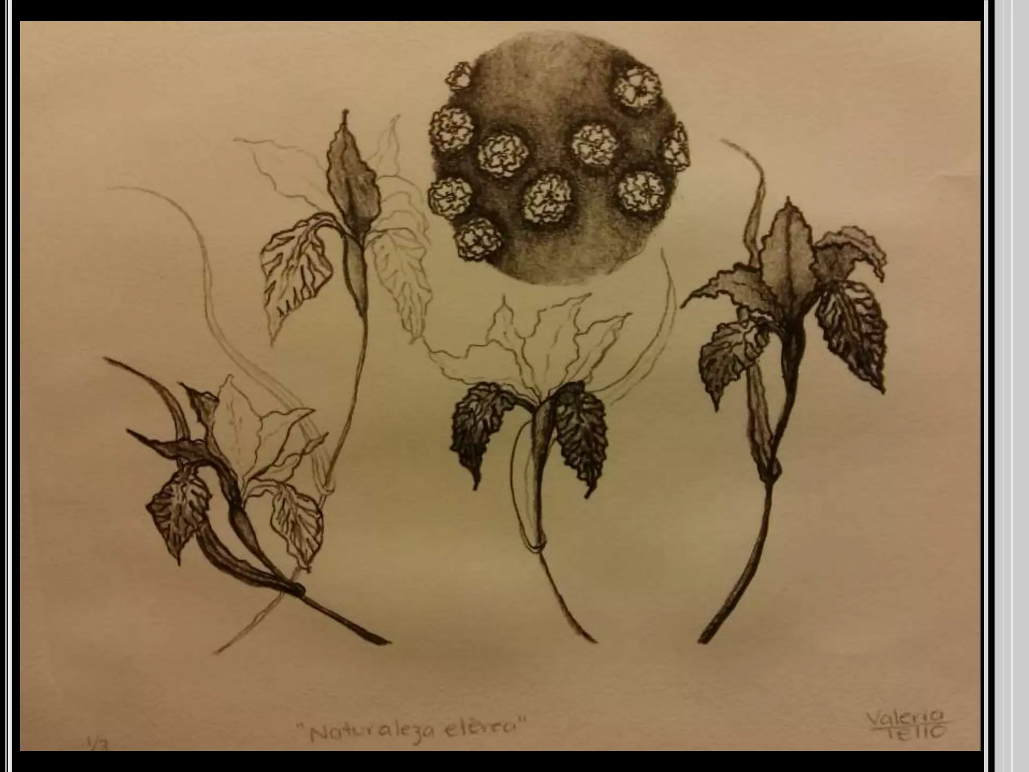 Pechakuchavaleriatello