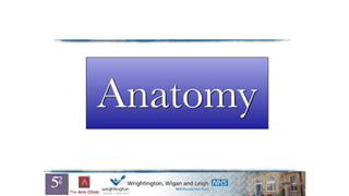 Anatomy
 