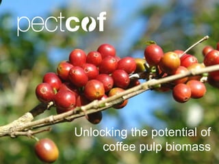 Unlocking the potential of
coffee pulp biomass

 