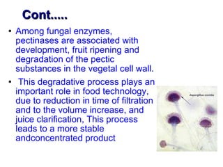 Cont..... Among fungal enzymes, pectinases are associated with development, fruit ripening and degradation of the pectic substances in the vegetal cell wall. This degradative process plays an important role in food technology, due to reduction in time of filtration and to the volume increase, and juice clarification, This process leads to a more stable andconcentrated product 