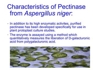 Characteristics of Pectinase from  Aspergillus niger : In addition to its high enzymatic activites, purified pectinase has been developed specifically for use in plant protoplast culture studies.  The enzyme is assayed using a method which quantitatively measures the liberation of D-galacturonic acid from polygalacturonic acid.  