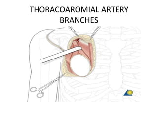 THORACOAROMIAL ARTERY
BRANCHES
 