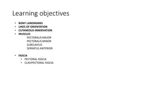 Learning objectives
• BONY LANDMARKS
• LINES OF ORIENTATION
• CUTANEOUS INNERVATION
• MUSCLES
PECTORALIS MAJOR
PECTORALIS MINOR
SUBCLAVIUS
SERRATUS ANTERIOR
• FASCIA
• PECTORAL FASCIA
• CLAVIPECTORAL FASCIA