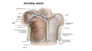 PECTORAL FASCIA