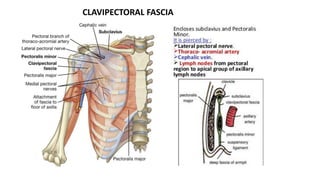 CLAVIPECTORAL FASCIA