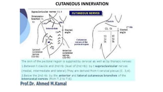CUTANEOUS INNERVATION