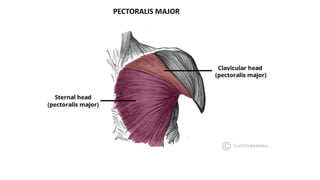 PECTORALIS MAJOR