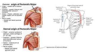 Aponeurosis of external oblique
Clavicular