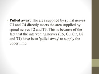 • Pulled away: The area supplied by spinal nerves
C3 and C4 directly meets the area supplied by
spinal nerves T2 and T3. This is because of the
fact that the intervening nerves (C5, C6, C7, C8
and T1) have been 'pulled away' to supply the
upper limb.
 
